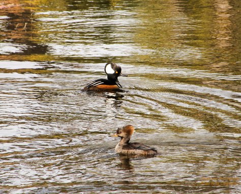 Smallest native North American merganser with the largest crest. Numbers increasing, due to use of nesting boxes.