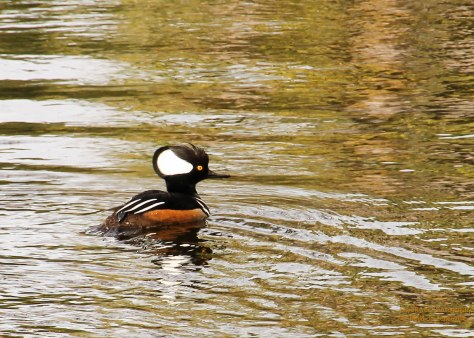 Hooded Merganser, male. White head patches are fan-shaped. Black head, blackish bill, chestnut sides and white breast.