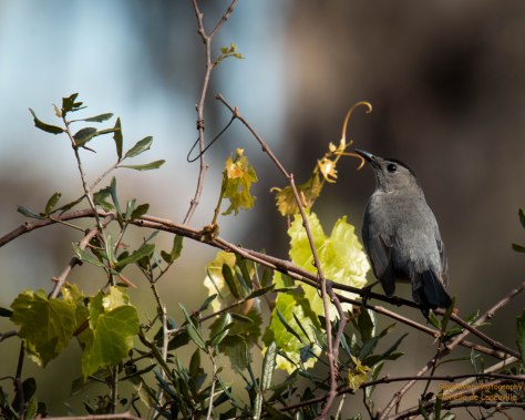 Gray Catbird, short dark bill