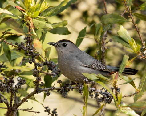 Gray Catbird, eats mostly mostly insects, spiders, berries and fruits