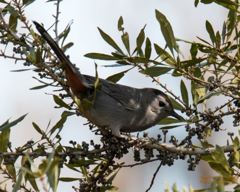 Gray Catbird, reddish chestnut undertail coverts