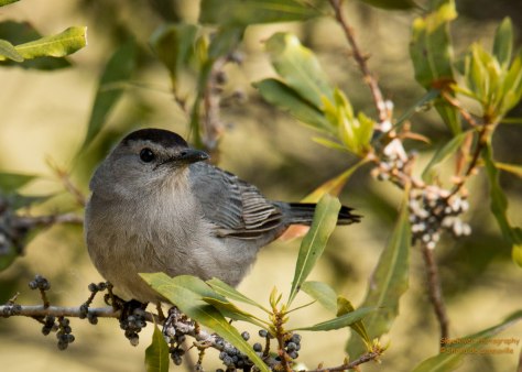Gray Catbird