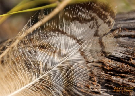 A Feather