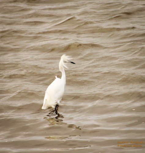 I bet this Snowy Egret wishes he was in another Time Zone.