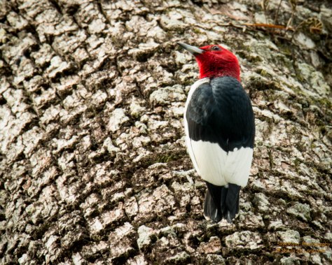 Red-headed Woodpecker