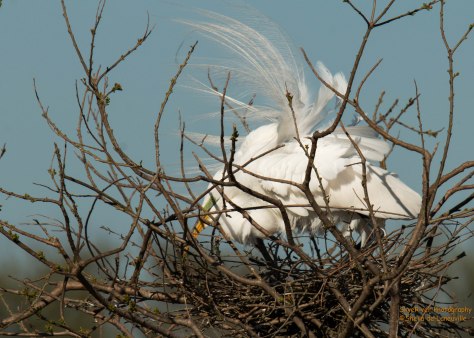 Displaying its gorgeous feathers and looking over the nest.