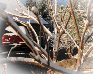 Artsy look toward our drive way.