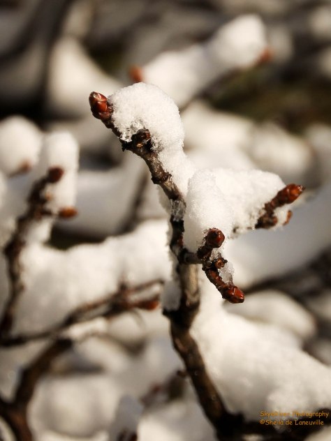 Snow covered buds.