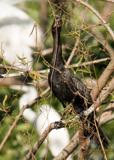 "I better get this stick before Louise sends Eugene after it."