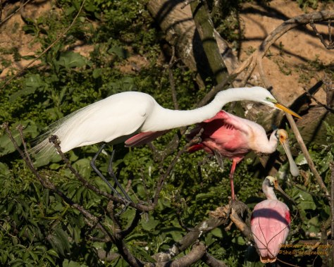 "Samuel my sweetheart, that is a wonderful idea, push Eugene with your wing or just kick him!"