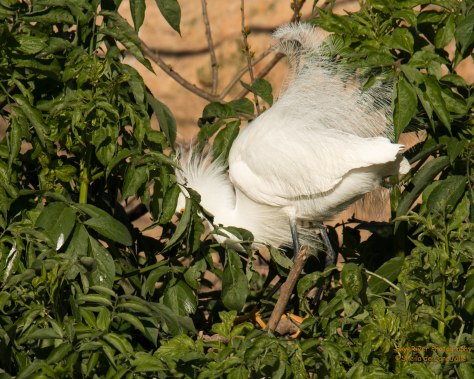 I couldn't figure out what this one was doing; perhaps looking for another stick.