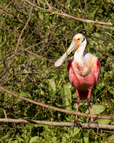 Roseate Spoonbill