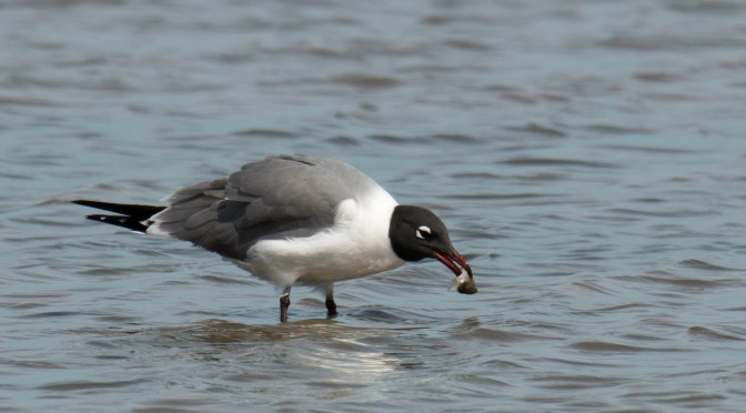 ~Wrapping Up at High Island & Rollover Bay
