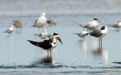 Black Skimmer