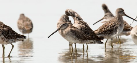 Short-billed Dowitcher