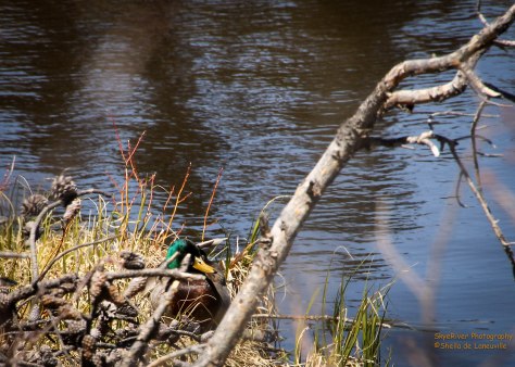 Through the Trees at Waters Edge