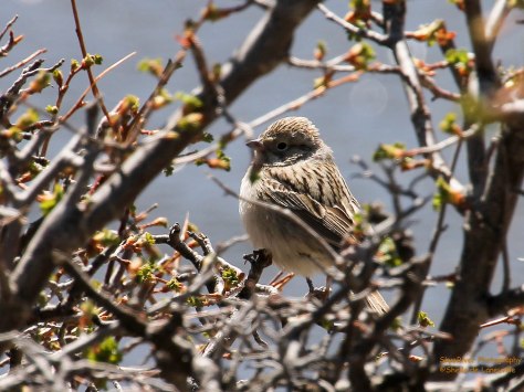 Brewer's Sparrow