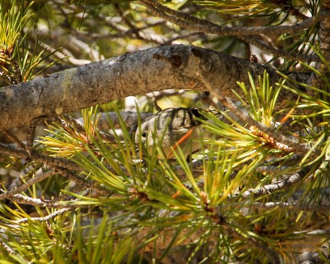 Ruby-crowned Kinglet