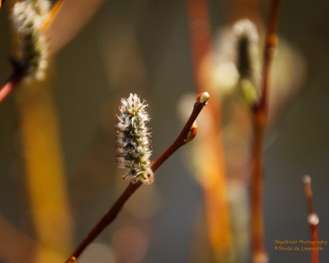 Close-up of a Willow Bush, just starting to bloom.