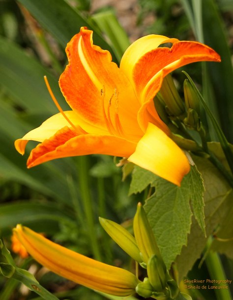 Day Lily in Orange