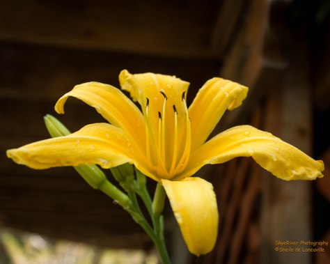 Day Lily-in yellow