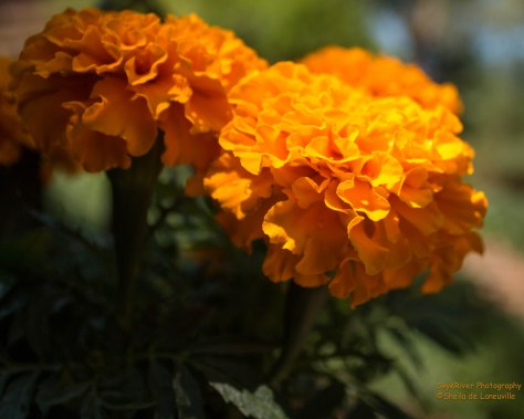 Marigold in Orange