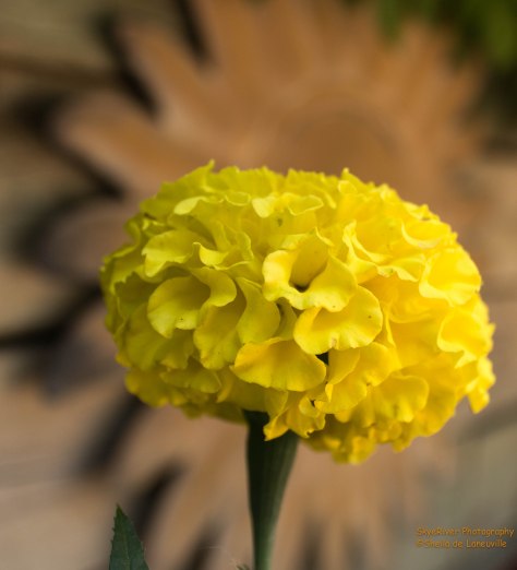 Marigold in Yellow