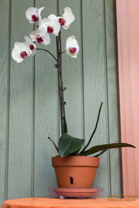 My third Phalaenopsis Orchid