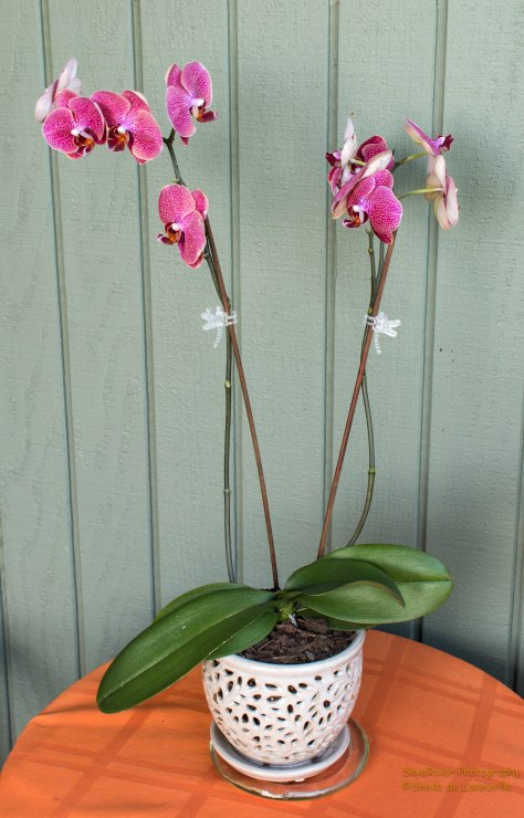 My second Orchid