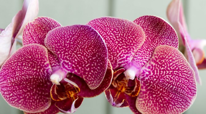 ~Orchids, my new Hobby