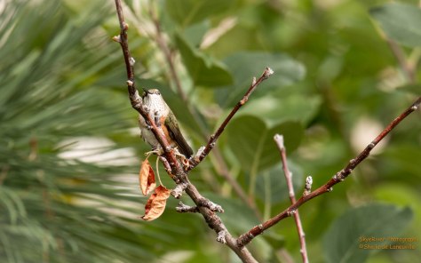Broad-tailed Hummingbird (female)