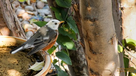 A White-headed American Robin