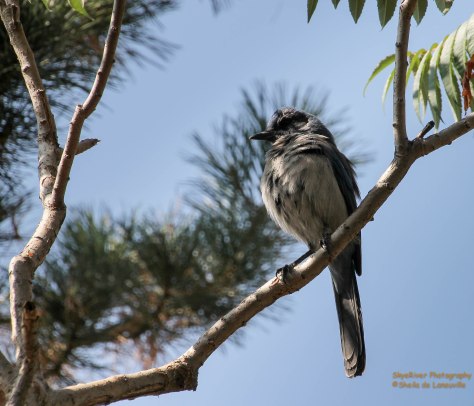 Western Scrub Jay