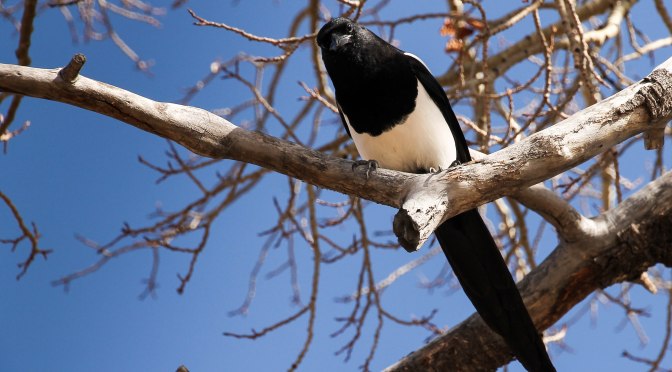 ~Photo Essay-A Day in Rocky Mountain National Park
