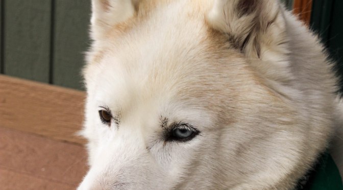 ~I’am a Cancer Survivor