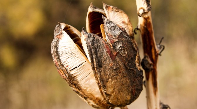 ~Amarillo will be our home for a few days