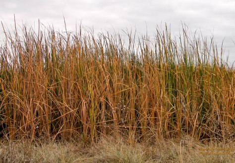 Grasses surrounding a pond