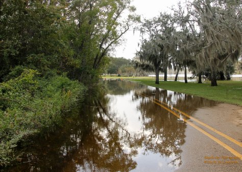 This road leads to a second campground closer to the river. We walk this road all the time.
