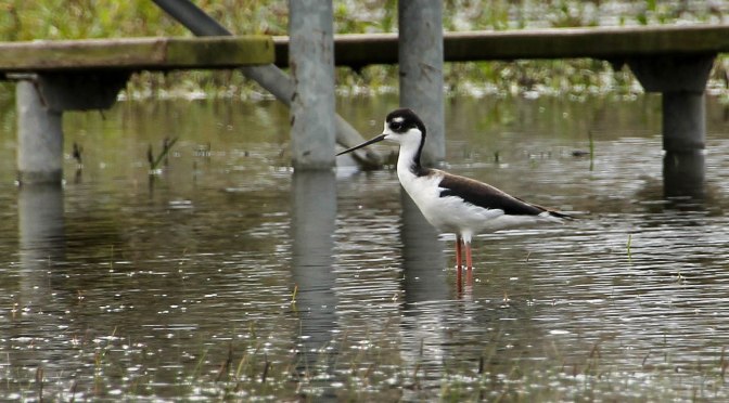 ~Our Ride Today, 11/17/2015