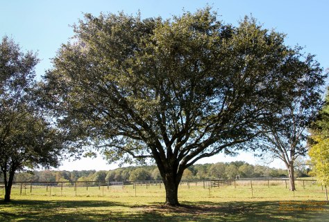 Leland's favorite Live Oak Tree