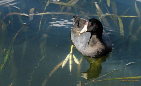 What big feet you have Mr. Coot.