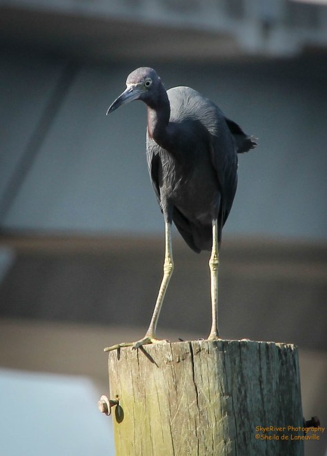 "I think i'll take a walk on the pier."