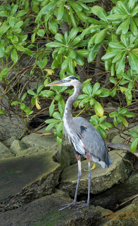 Great Blue Heron - fishing along the pier