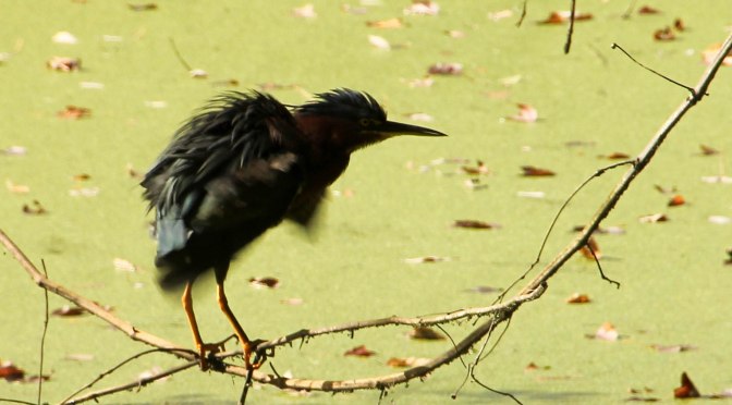 ~Alafia River State Park
