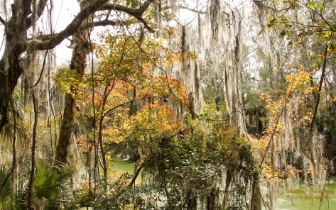 A little fall color in winter. Alafia River State Park