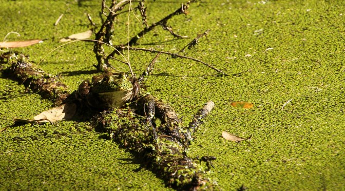 ~A walk through the spirit of a day