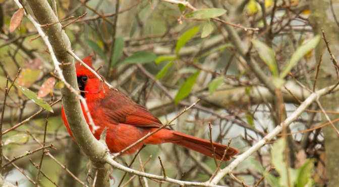 ~Birding in Myakka River State Park