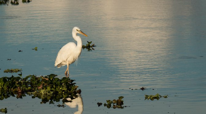 ~Myakka River State Park