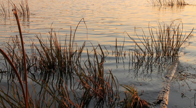 Today’s Feathered Friends