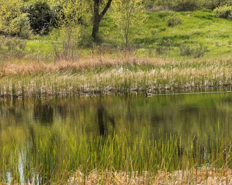 Meadowbrook Natural Area, we walk by everyday.